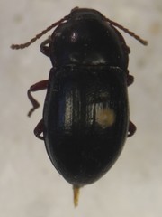 Nalassus convexus