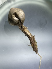 Tulostoma rufum