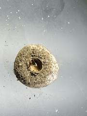 Tulostoma rufum