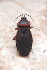 Brontostoma colossus