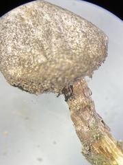 Tulostoma rufum