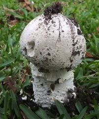 Saproamanita foetidissima