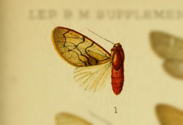 Palaeomolis rothschildi
