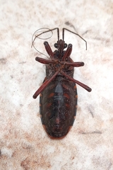 Brontostoma colossus