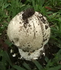 Saproamanita foetidissima