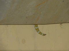 Gekko gecko