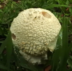 Saproamanita foetidissima