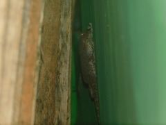Gekko gecko