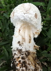 Saproamanita foetidissima
