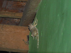 Gekko gecko