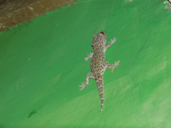 Gekko gecko