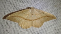 Patalene olyzonaria
