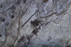 Bassaniana decorata