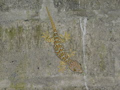 Gekko gecko