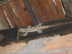 Hemidactylus platyurus