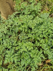 Changium smyrnioides
