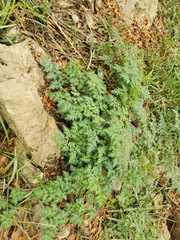 Changium smyrnioides