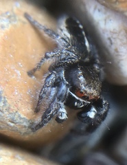 Pellenes tripunctatus