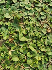 Dichondra micrantha