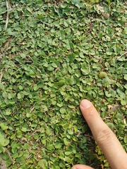 Dichondra micrantha