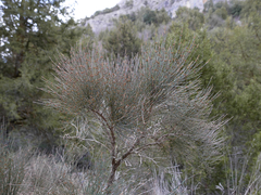 Ephedra major