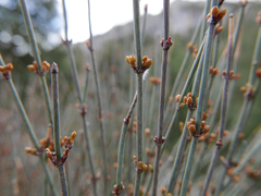 Ephedra major