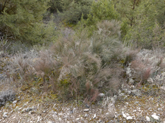 Ephedra major