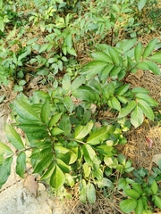 Sambucus javanica