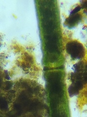 Haplotaenium minutum