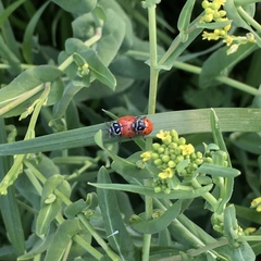 Hippodamia convergens
