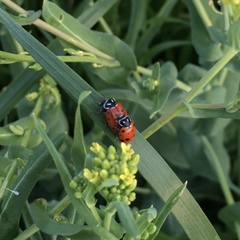 Hippodamia convergens