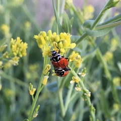 Hippodamia convergens