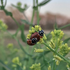 Hippodamia convergens
