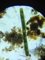 Haplotaenium minutum