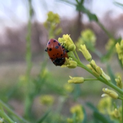 Hippodamia convergens