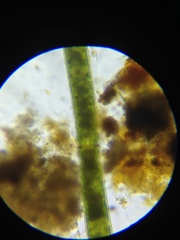 Haplotaenium minutum