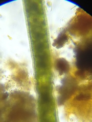 Haplotaenium minutum