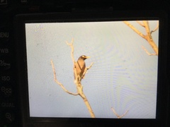 Acridotheres tristis