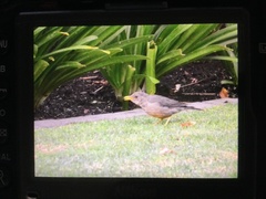 Turdus smithi