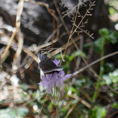 Erynnis brizo