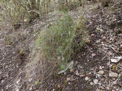 Bupleurum fruticescens