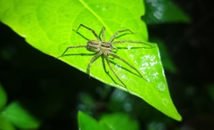 Paratrechalea julyae