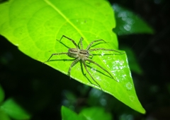 Paratrechalea julyae