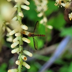 Nuntianus cubanus