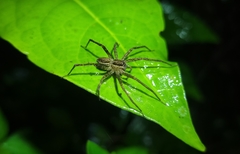 Paratrechalea julyae