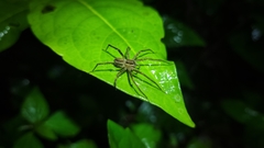 Paratrechalea julyae