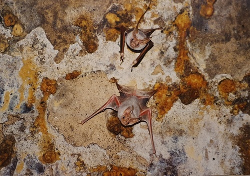 Egyptian Mouse-tailed Bat