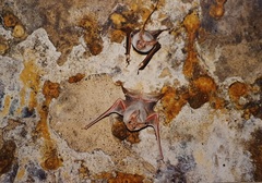 Arabian Mouse-Tailed Bat photo 2