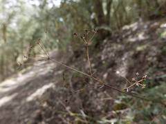 Bupleurum fruticescens