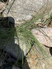 Allium vineale